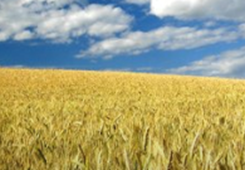 �ɰ���ʿ���l(xi��ng)�����d��(zh��n)�Ԟ�ɰ��r�I(y��)��������V�ǰ��