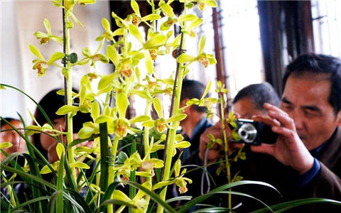 我從臺灣來帶著蘭花草:臺企締造“中國蘭花之鄉”