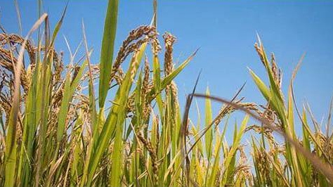 青海省已累計發(fā)放各類金融精準扶貧貸款1665.5億元