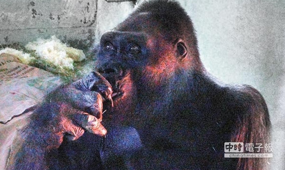 �_������@���조�B���塱����Ƥ�������Ъ�����