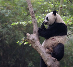 ����ٛ(z��ng)���T����؈�x�� �A(y��)Ӌ(j��)5�³��w�����T