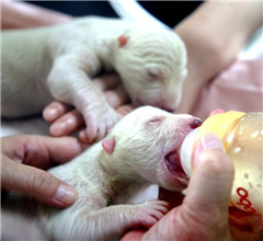 ɽ�|�������O�ܡ����P̥�������ɹ�