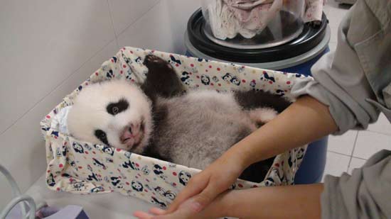 贈(zèng)臺(tái)大熊貓團(tuán)團(tuán)過(guò)中秋節(jié)抱妻女抱枕解相思