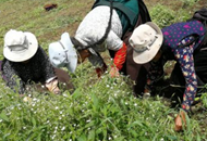 ��Óؚ�������Єӡ������ĺӿh������׃�����lÓؚ�����»���