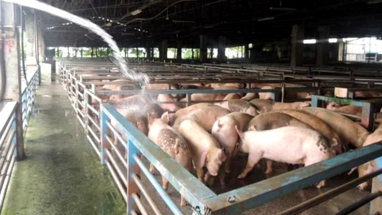 島內(nèi)非洲豬瘟爆發(fā)引食安疑慮 超六成臺(tái)網(wǎng)友表示擔(dān)心 島內(nèi)非洲豬瘟爆發(fā)引食安疑慮 超六成臺(tái)網(wǎng)友表示擔(dān)心