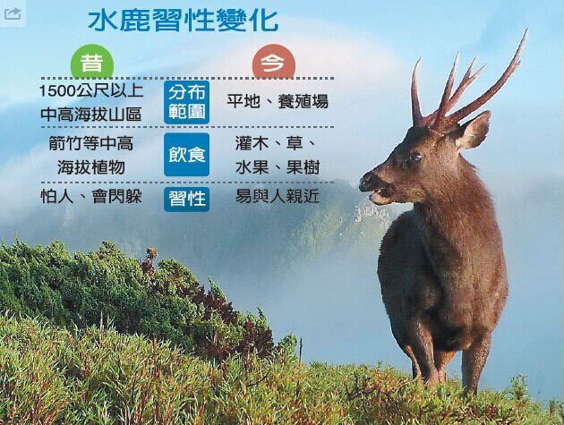 臺灣干旱嚴重水干草枯 鹿群闖果園充飢(圖) 臺灣干旱嚴重水干草枯 鹿群闖果園充飢(圖)