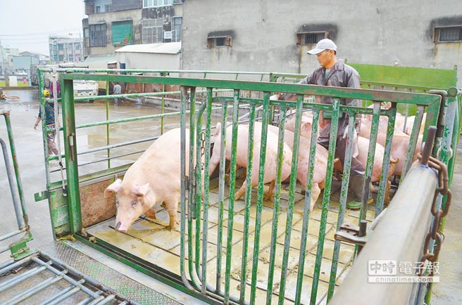 蔡英文新當(dāng)局對美豬進口態(tài)度松動,嘉義豬農(nóng)揚言不排除走上街頭。(圖片來源:臺灣《中國時報》) 蔡英文新當(dāng)局對美豬進口態(tài)度松動,嘉義豬農(nóng)揚言不排除走上街頭。(圖片來源:臺灣《中國時報》)