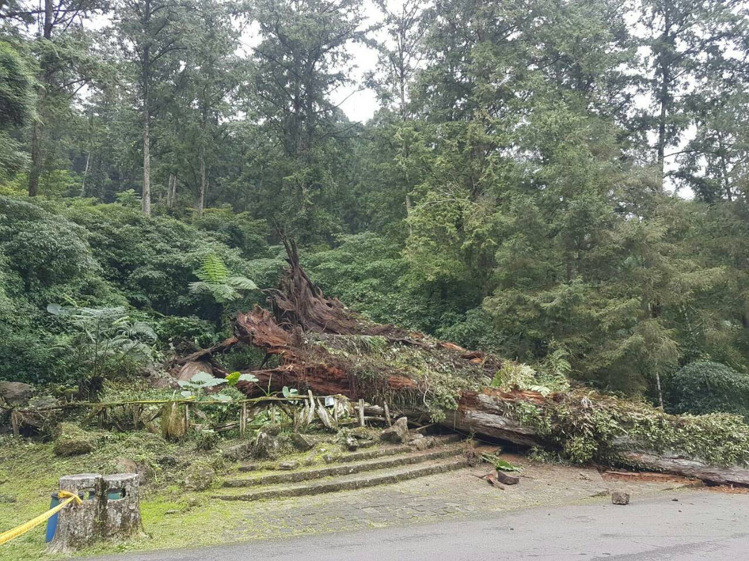 臺灣一株千年古樹意外倒塌 砸傷3名游客 臺灣一株千年古樹意外倒塌 砸傷3名游客
