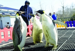 寒潮來襲:手機自動關(guān)機 企鵝出來曬太陽(圖) 寒潮來襲:手機自動關(guān)機 企鵝出來曬太陽(圖)
