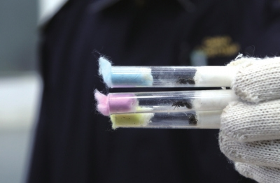 洋螞蟻成寵物 法律為何管不住活體動物“偷渡” 洋螞蟻成寵物 法律為何管不住活體動物“偷渡”