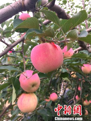 �o���h���@�ȵ��O�������¾W �N�� �z