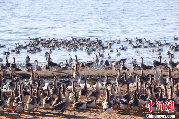 �������½����F��ɫ�B(y��ng)ֳ�I(y��)ǰ������