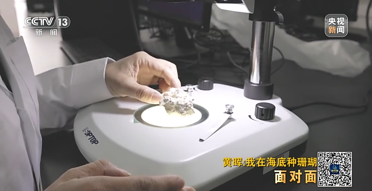 �挦��ح��ɺ���������S�����N��һƬ������ɭ�֡�