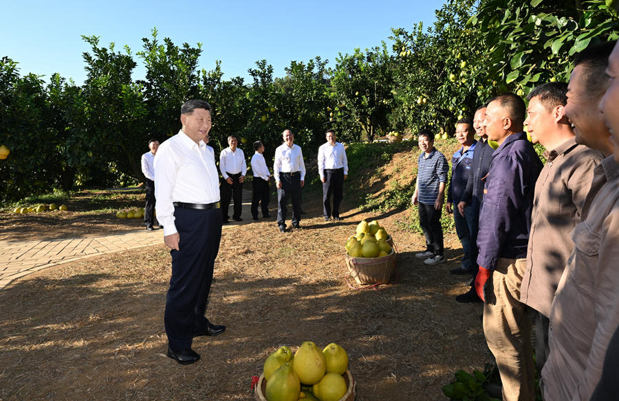 2025年11月7日,習(xí)近平總書記在梅州市梅縣區(qū)雁洋鎮(zhèn)南福金柚種植基地考察時(shí),同果農(nóng)和農(nóng)技人員親切交流。