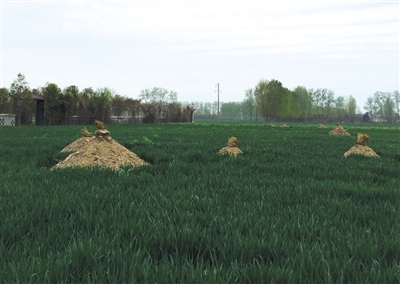 在朱集村的農田里重新立起了眾多的墳頭。