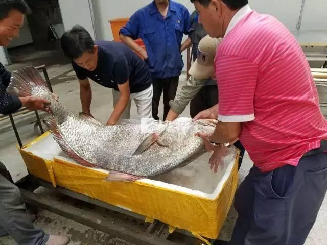 �㽭�O�񲶵����~�_�r110�f�~�B�r���S��(�D)