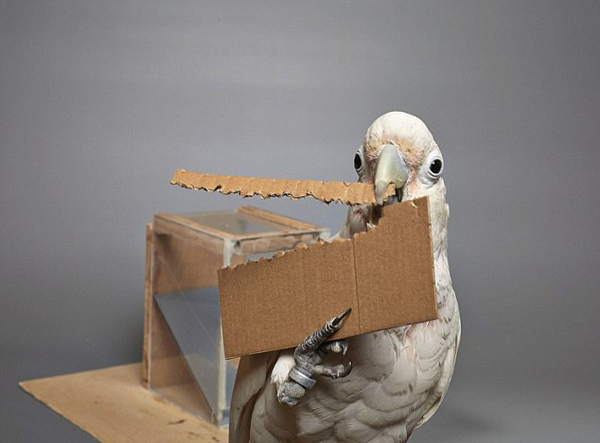 �@���^ֹ���W�^Ҳ���������߫@ȡʳ��