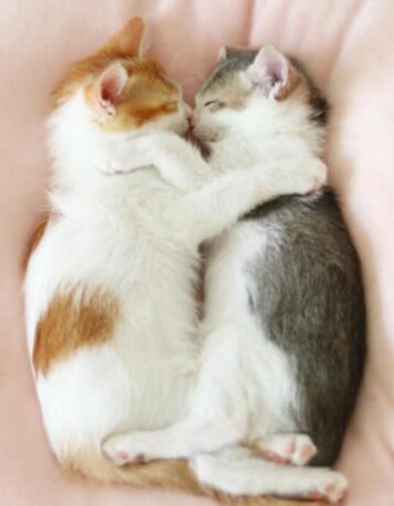 �p��̥؈���ñ����ſ�˯ �˄�ͬ��׌���ڻ���