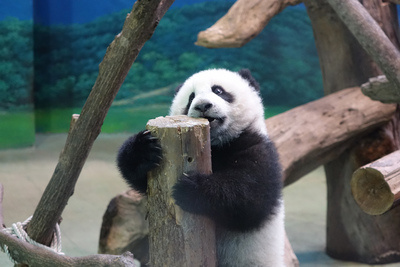 ���A�С������8���Լ����ϰચ��һ��(�D)