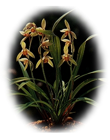 �h��ޥ�m�D