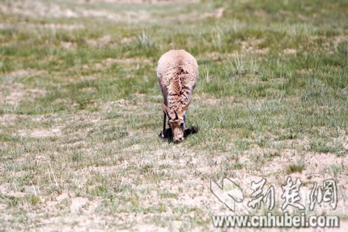 �����ຣ֮�ɿ�����ӡ�󣨽M�D��